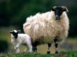 SHEEP pic.jpg